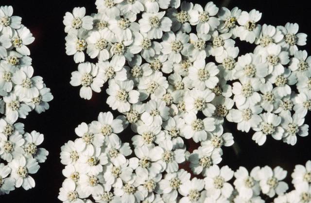 عکسهای بومادران Achillea millefolium Yarrow Asteraceae 5